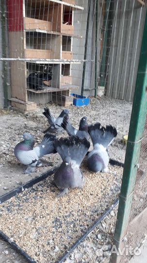 Голуби разных пород