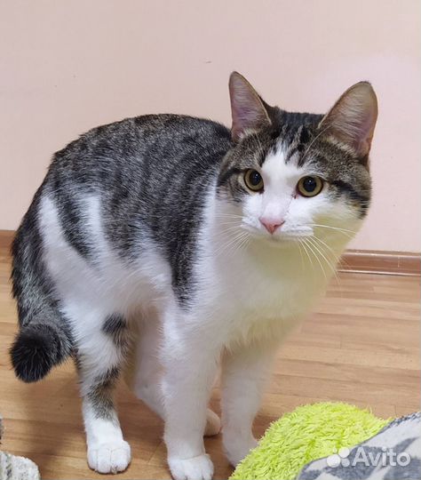 Котик ищет дом