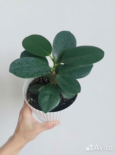 Фикус Панда