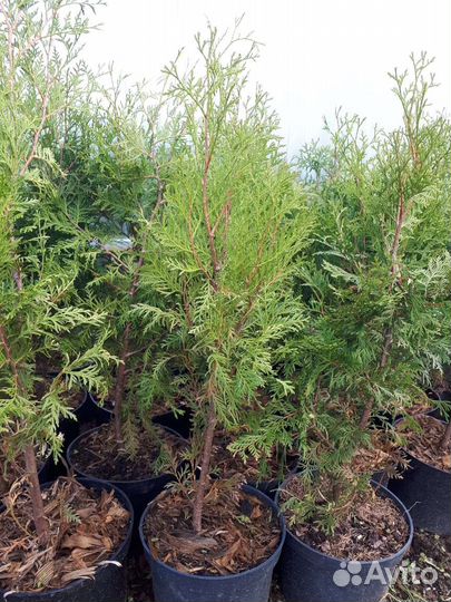 Туя западная брабант