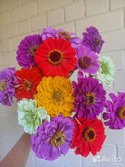 Цинии разных оттенков, срезка в июле