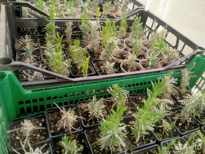 Лаванда розовая