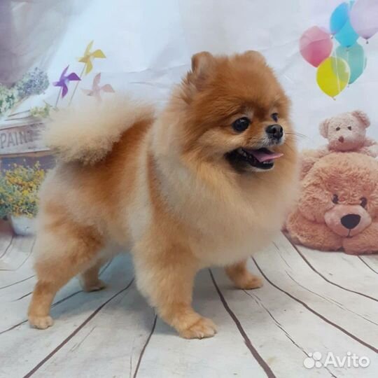 Стрижка кошек,мелких и крупных собак. Чистка зубов