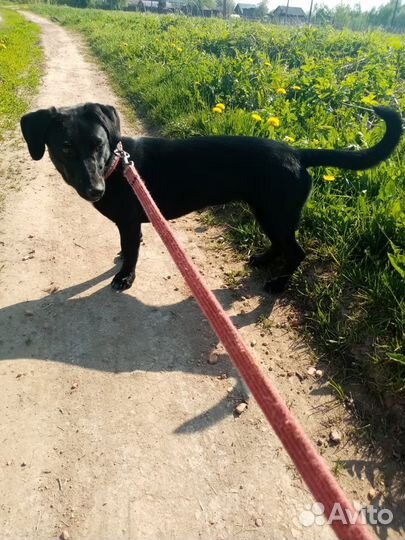 Маленькая собака Инда в добрые руки