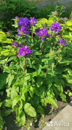 Скученный колокольчик