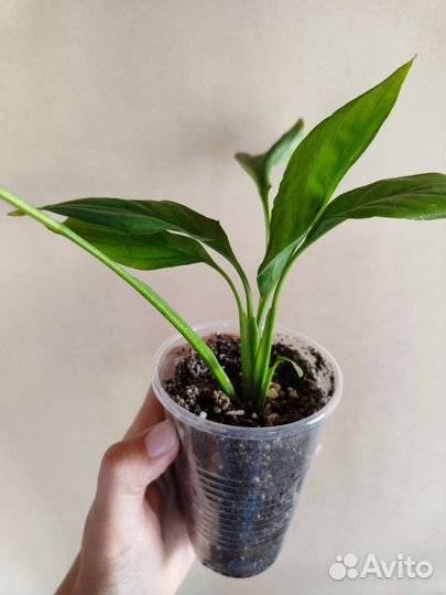 Спатифилум Женское счастье