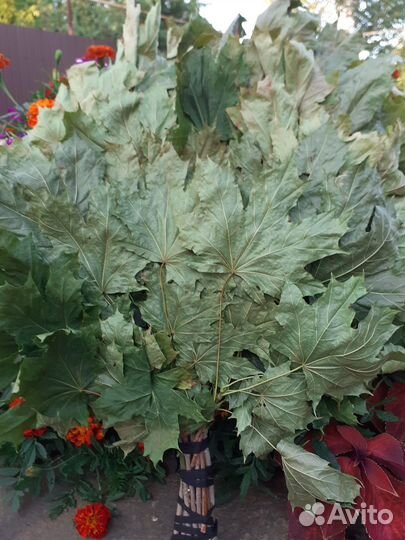 Дубовые,березовые, липовые веники