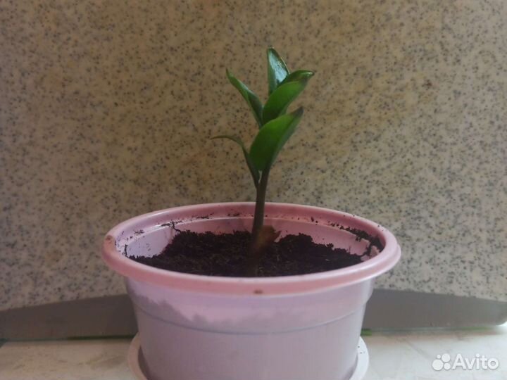 Замиокулькас