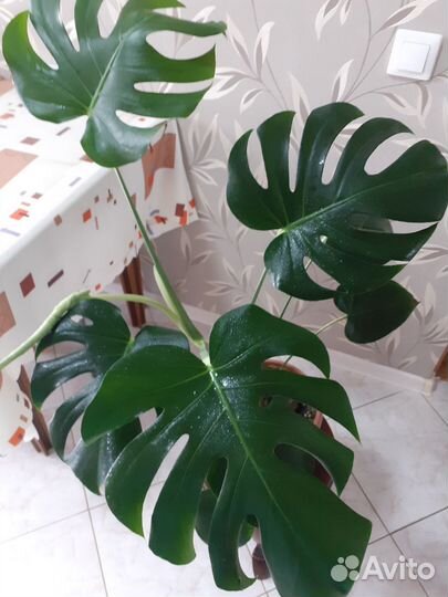 Монстера королевская