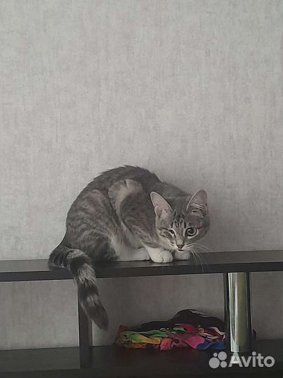 Кошечка в добрые руки