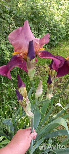 Ирисы Гвоздика садовая перистаяМноголетники