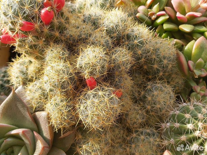 Кактусы и суккуленты