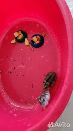 Джунгарские хомяки