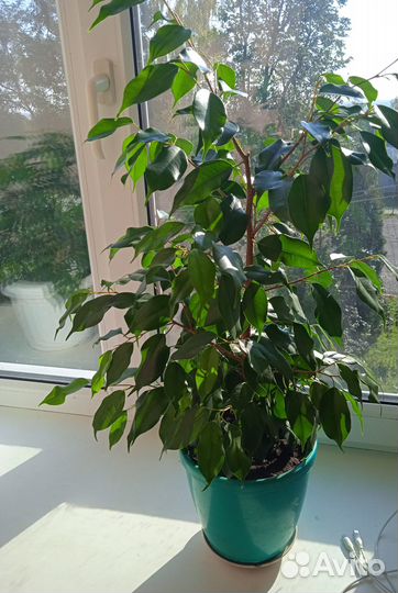 Фикус бенджамина