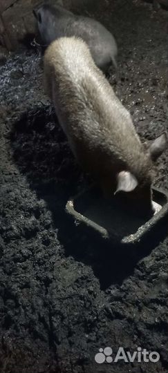 Продам хряка