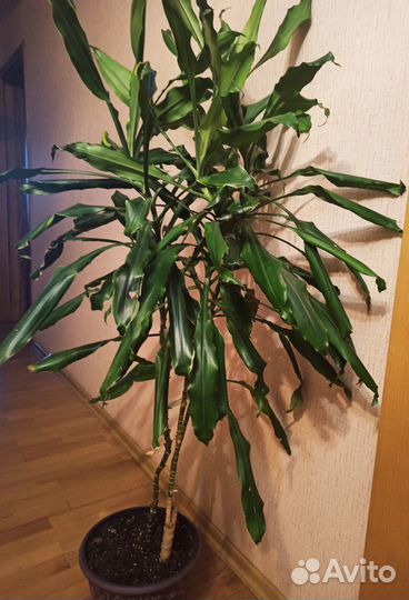 Пальма Драцена