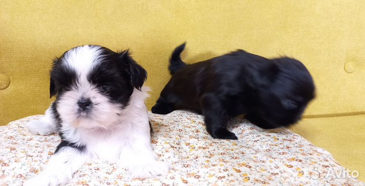 Мини ши-тцу