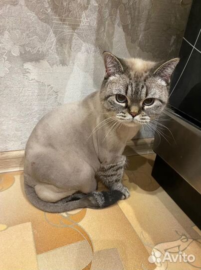 Стрижка собак, кошек(груминг)