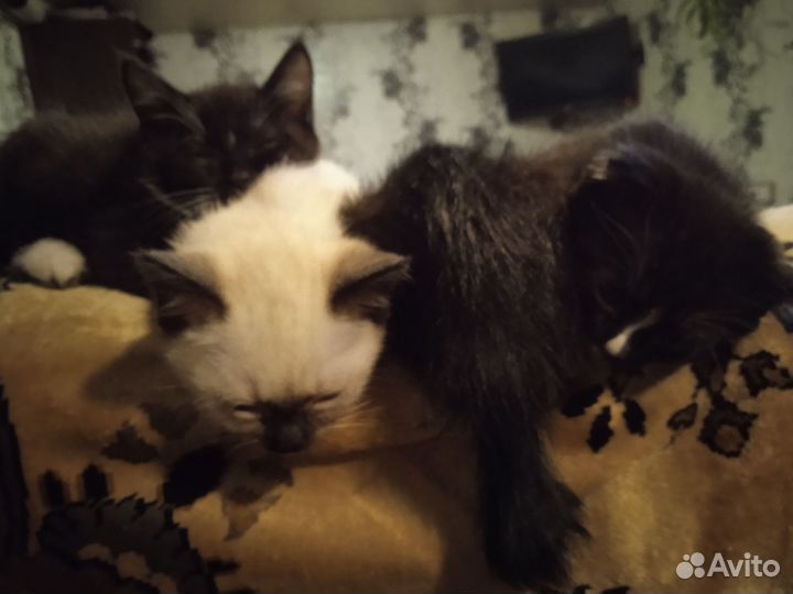 Кошка в дар бесплатно