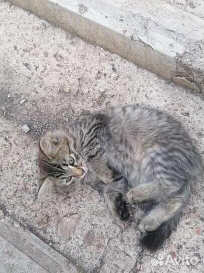 Кошки в добрые руки бесплатно