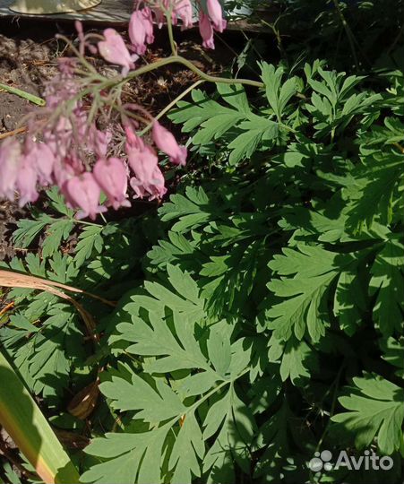 Дицентра исключителиная