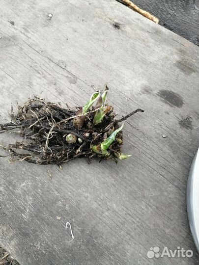 Хоста растение