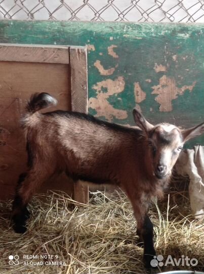 Альпийский козлик