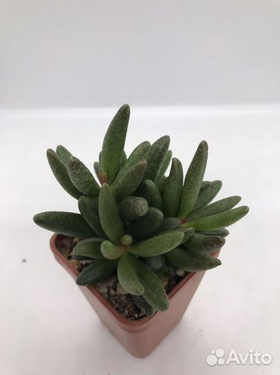 Суккуленты адромискусы