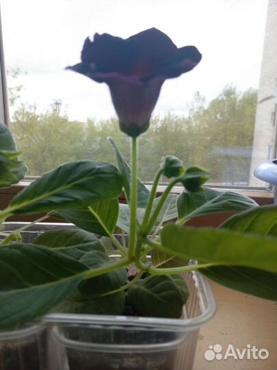 Глоксиния цветущая