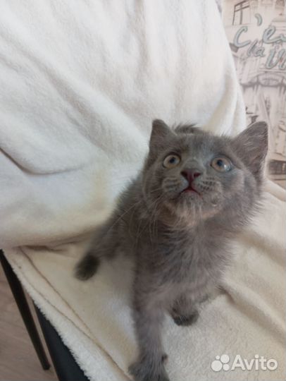 Пушистые котята