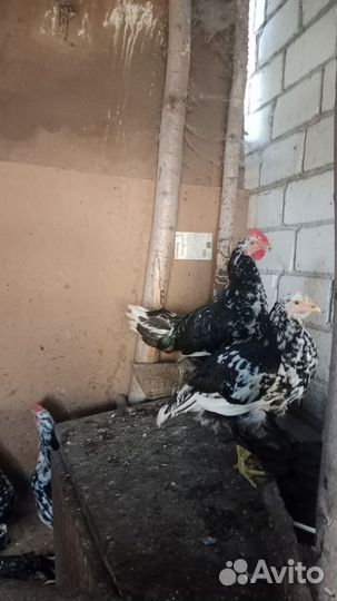 Петушки (ливенская ситцевая)