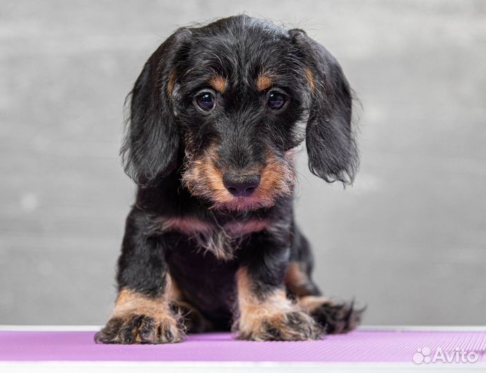 Такса жесткошерстная миниатюрная девочка