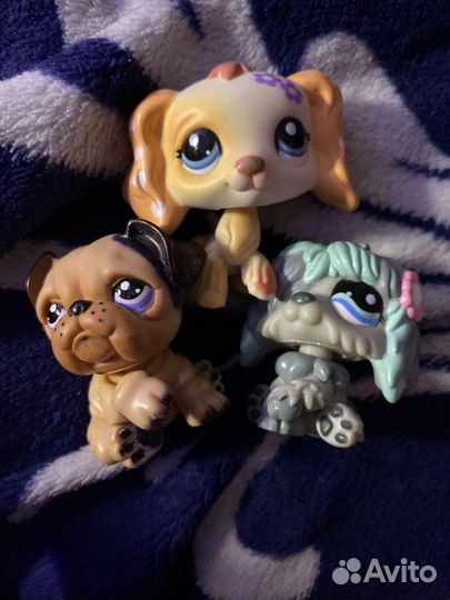 Lps собачкии