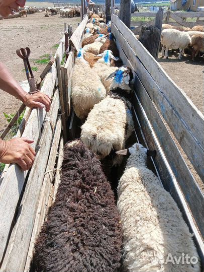 Ягнята баранчики