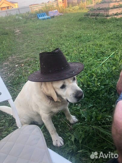 Собаки бесплатно в добрые руки