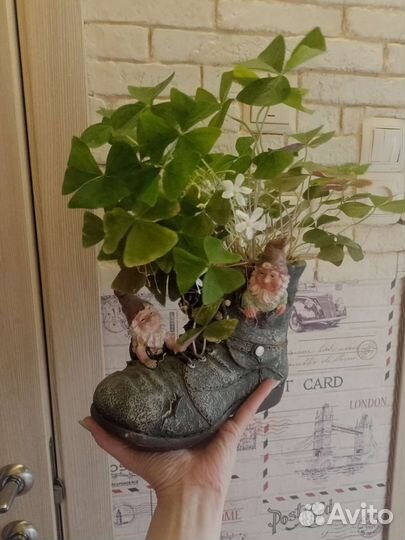 Кислица в керамическом кашпо