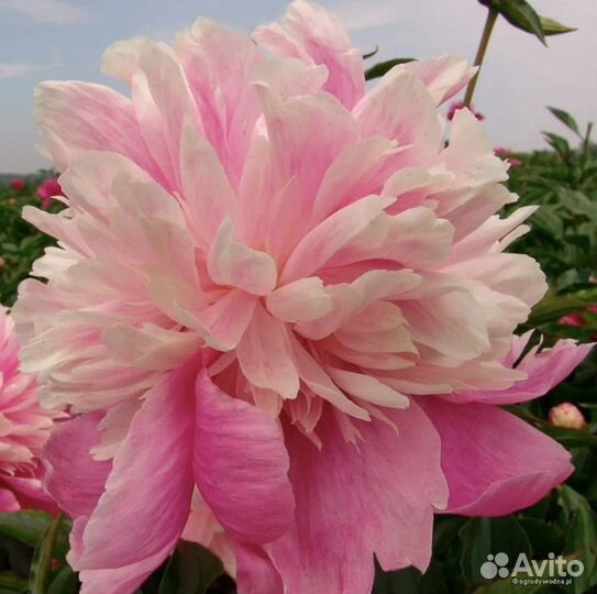 Большой куст пионов Evening Dream