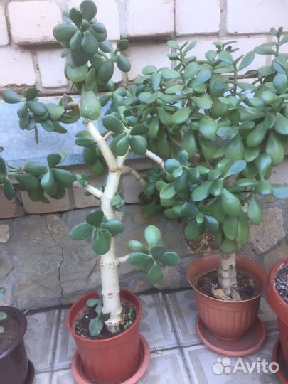 Толстянка, Денежное дерево)