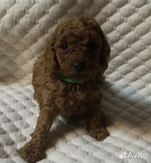 Той-пудель девочки