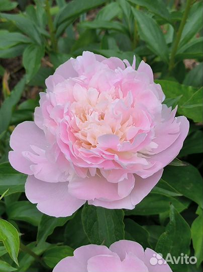 Розовые пионы 9 сортов