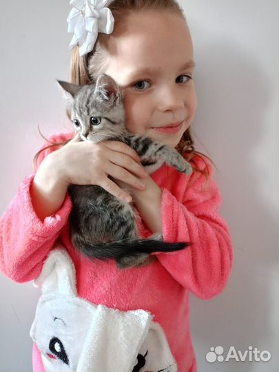 Котята британочки
