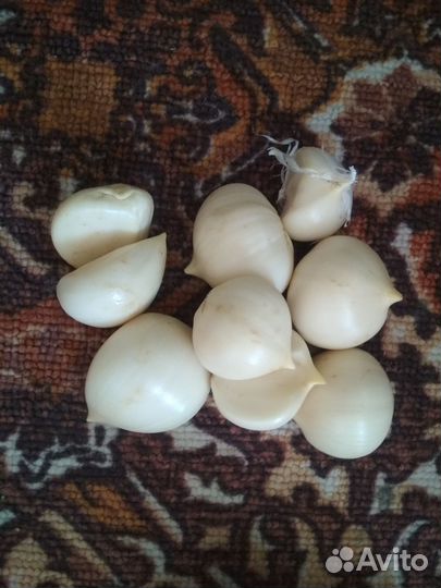 Алиум гладиатор