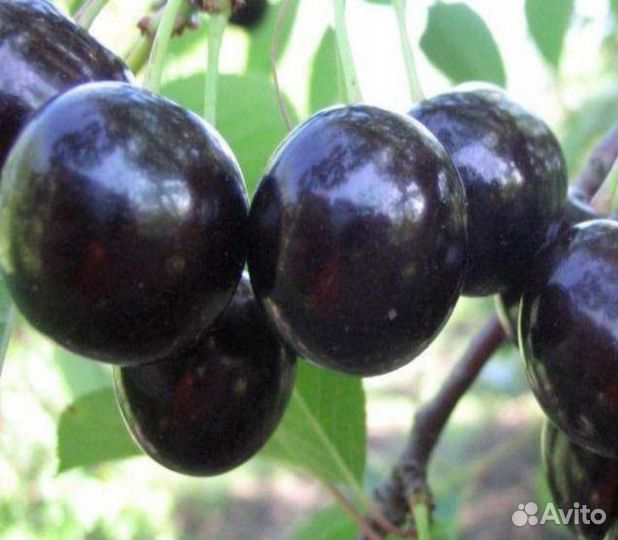 Саженцы Вишни Шоколадница