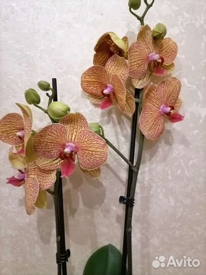 Орхидея фаленопсис Цветущая Колейдоскоп