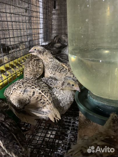 Перепела несушки доставка