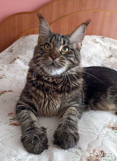 Котята мейн-кун