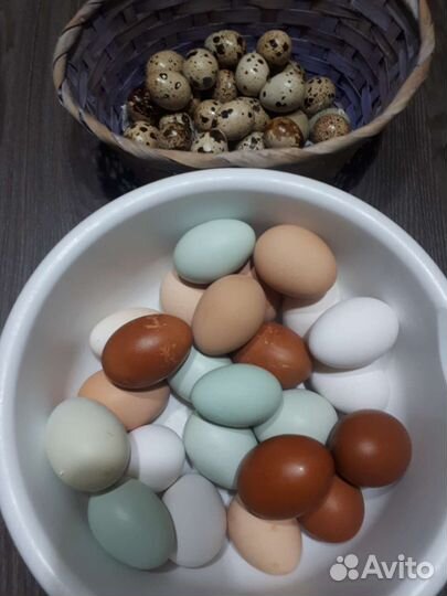 Яйца перепелиные куриные
