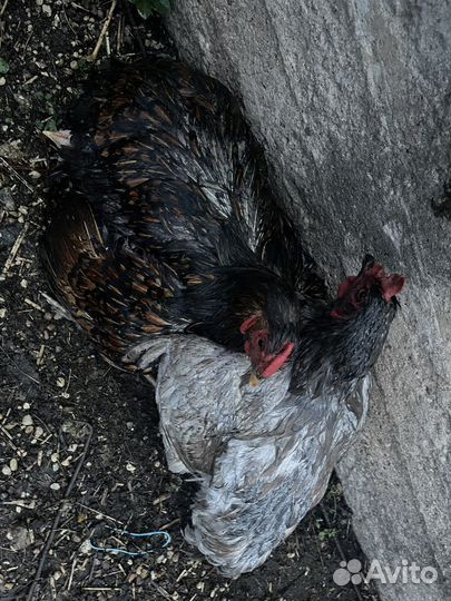 Курица с цыплятами