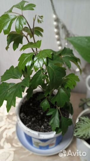 Комнатные цветы