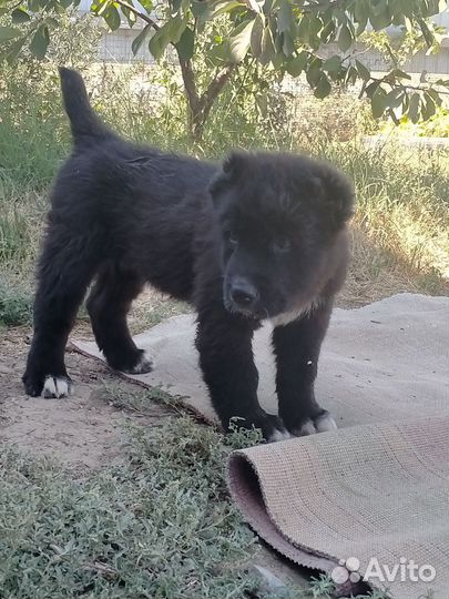 Среднеазиатская овчарка